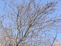DSCF3823