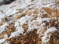 DSCF4203