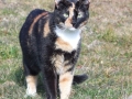 DSCF3765