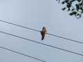 DSCF4994
