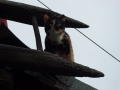 DSCF5131
