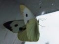 DSCF5179