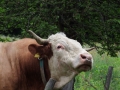 DSCF5951kl