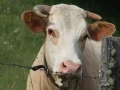 DSCF5975kl