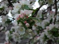 DSCF8010kl