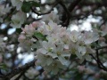 DSCF8013kl