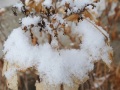 DSCF8987kl