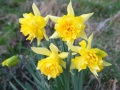 DSCF9022kl