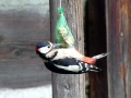DSCF9067kl