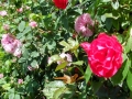DSCF5006kl