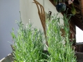 DSCF5023kl