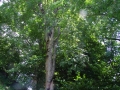 DSCF5104kl