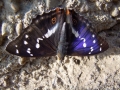 DSCF6067kl