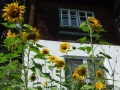 DSCF6097kl