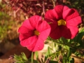 DSCF6431kl