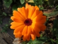 DSCF6546kl