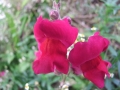 DSCF6554kl