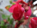 DSCF6555kl