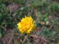 DSCF6560kl