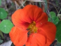 DSCF6567kl
