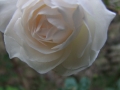 DSCF6568kl