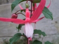 DSCF6572kl
