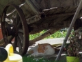 DSCF7025kl