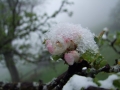 DSCF7057kl