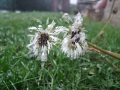 DSCF7067kl